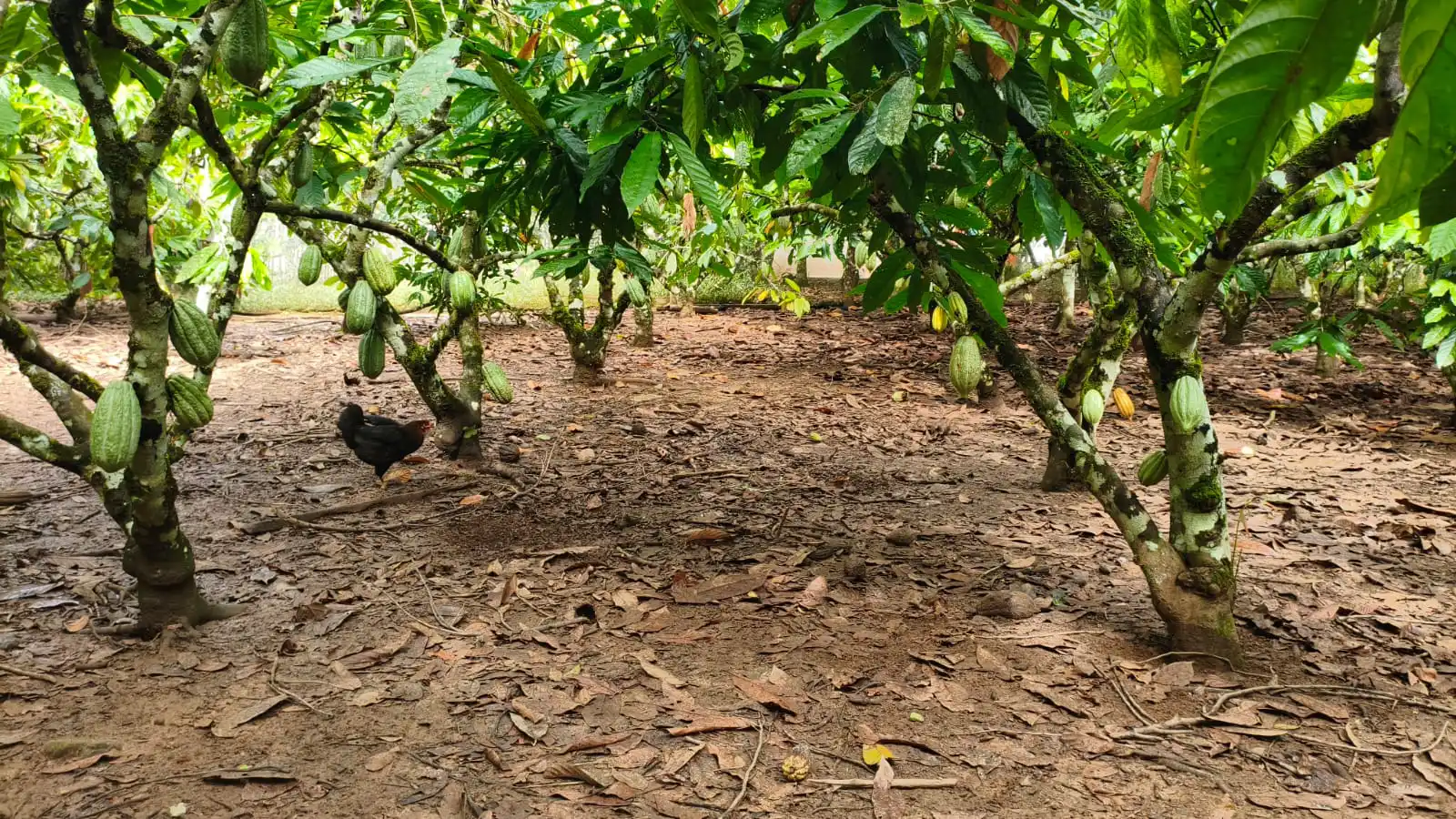 Cacao Amazonas Yakatheo